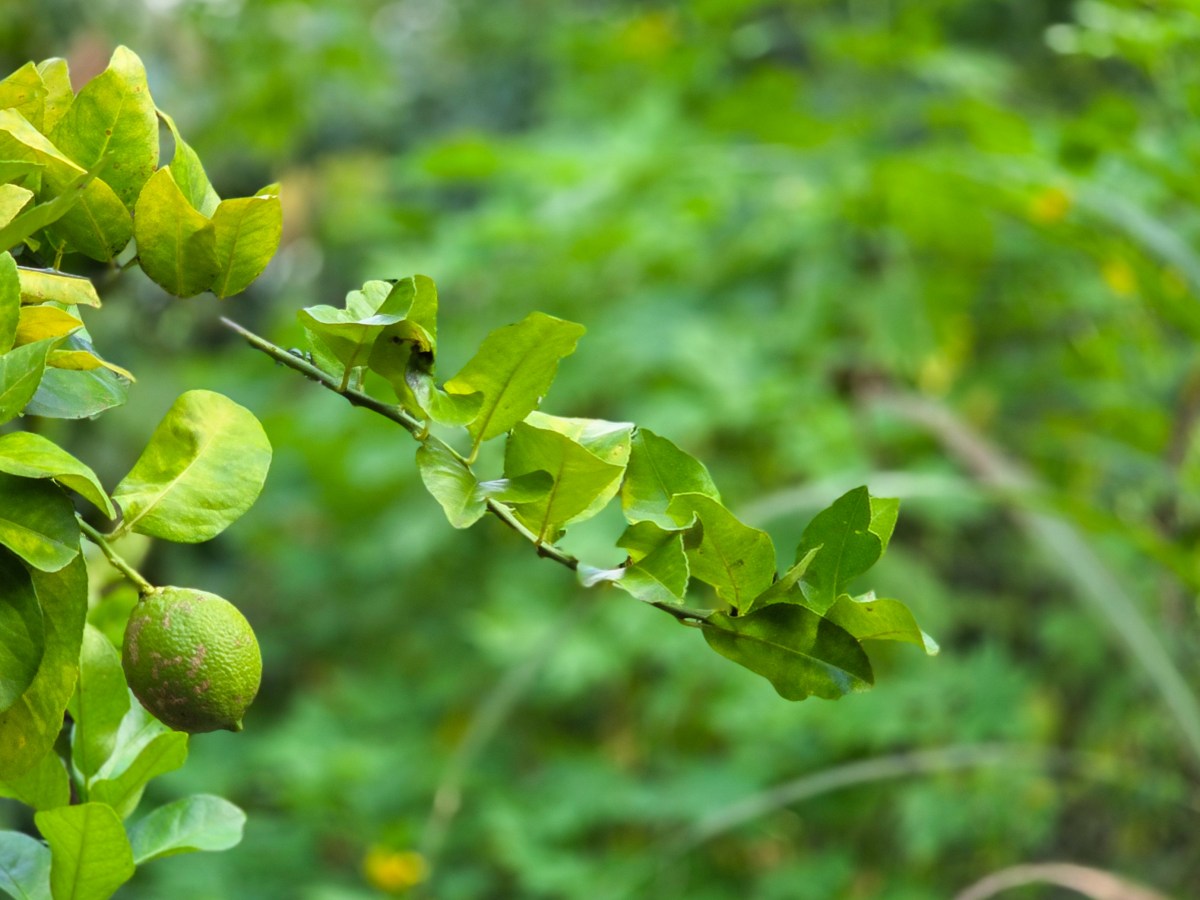 Inspirados na agroecologia, agricultores da Região Metropolitana de Belém reinventam relação com a terra