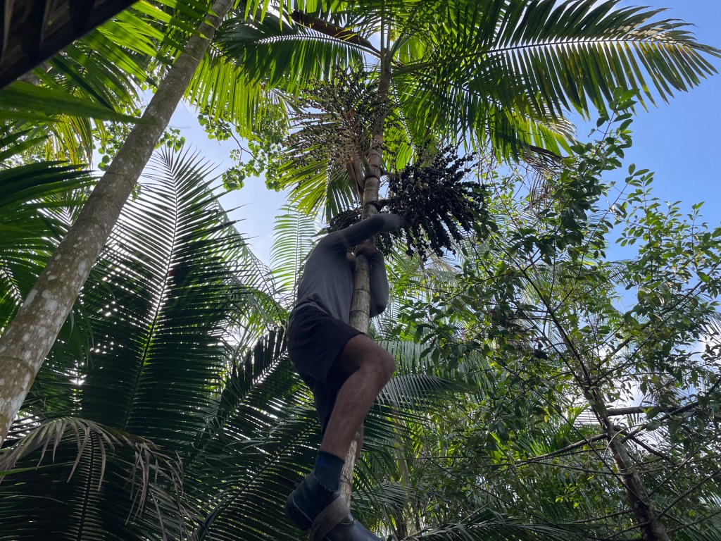 Do rio Acará a Belém: a cadeia do açaí que garante renda e preserva a Amazônia
