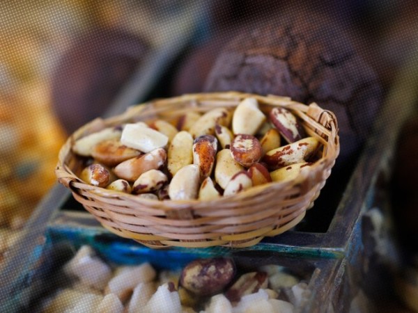 Mudanças climáticas provocam maior quebra da safra de castanha-da-Amazônia em 20 anos