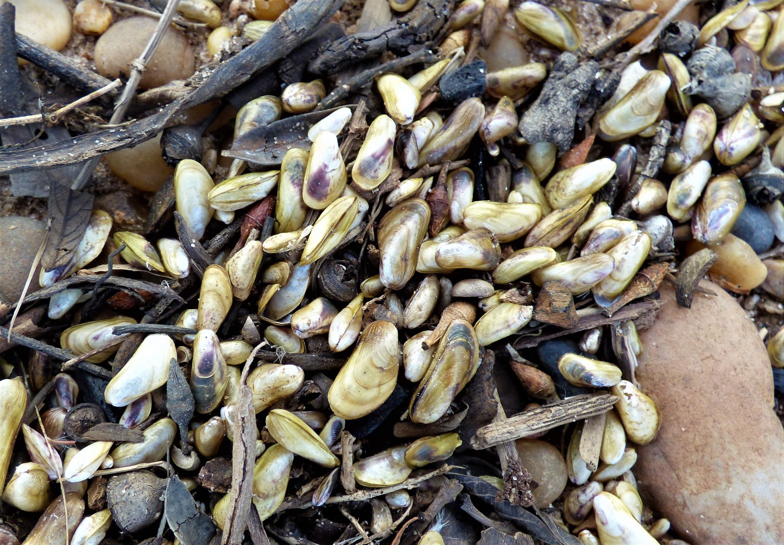 La primera detección confirmada del invasor en la región amazónica se produjo en agosto de 2023.