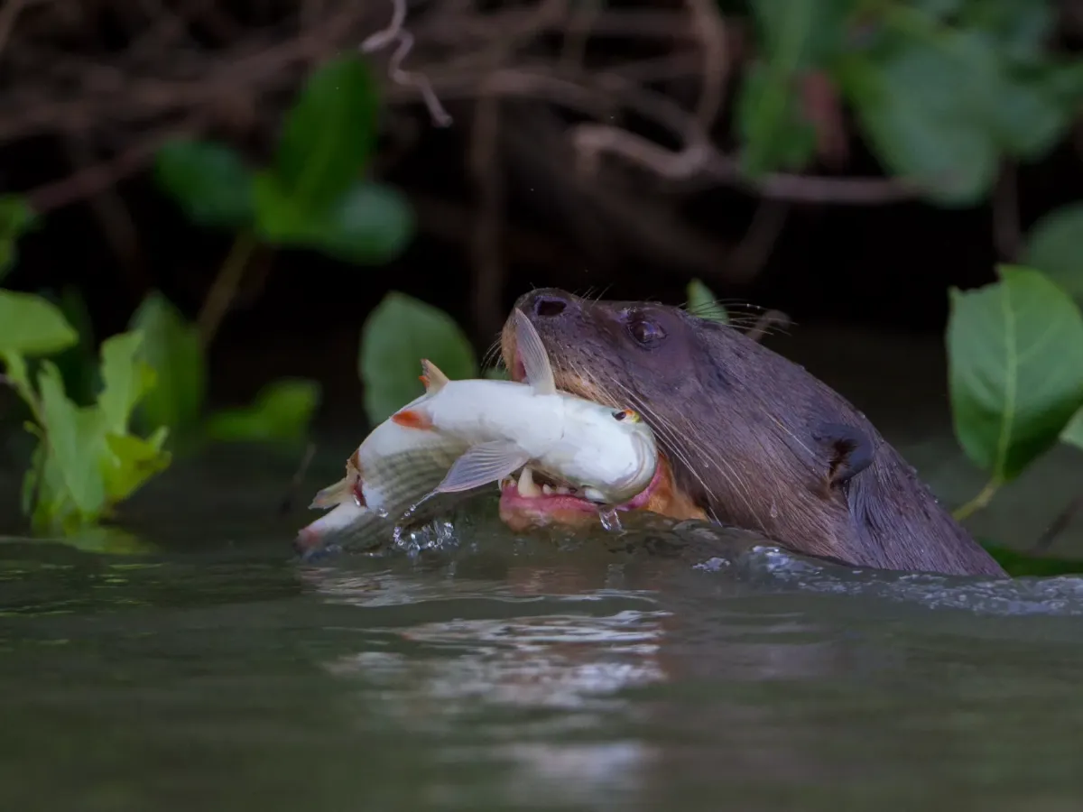 Sentinela dos rios, ariranha é incluída na lista de espécies migratórias ameaçadas
