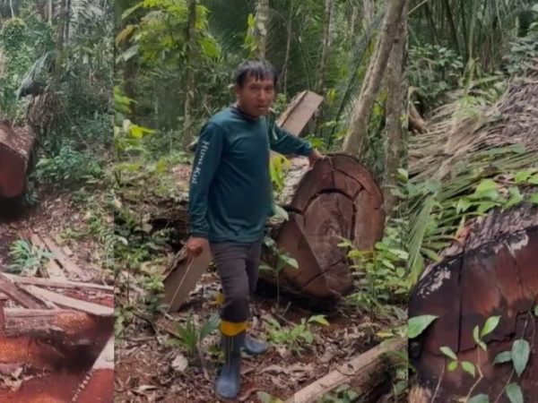 Um ano depois, povo Huni Kuĩ do Jordão volta a denunciar roubo de madeira e abertura de pasto dentro do território