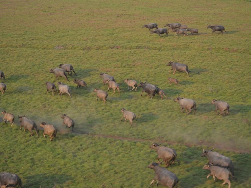 Rondônia inicia preparação para abater 5 mil búfalos