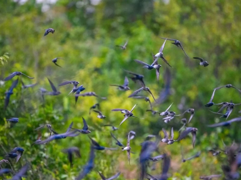 Migração de aves altera cotidiano e impulsiona novos estudos na Amazônia