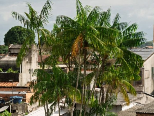 Açaizais como infraestrutura urbana? Pesquisadores apontam caminhos para Amazônia Urbana rever relação com as águas