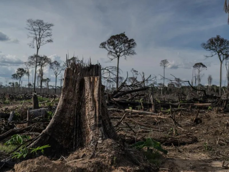 Desmatamento na Amazônia cai 36% e atinge menor nível em oito anos