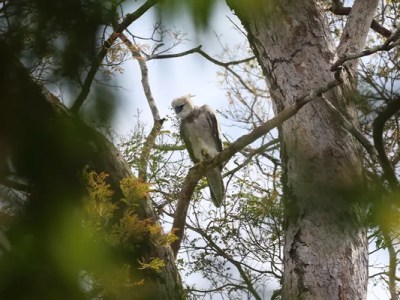 Sem proteção legal, áreas de refúgio para aves ameaçadas são desmatadas na Amazônia brasileira