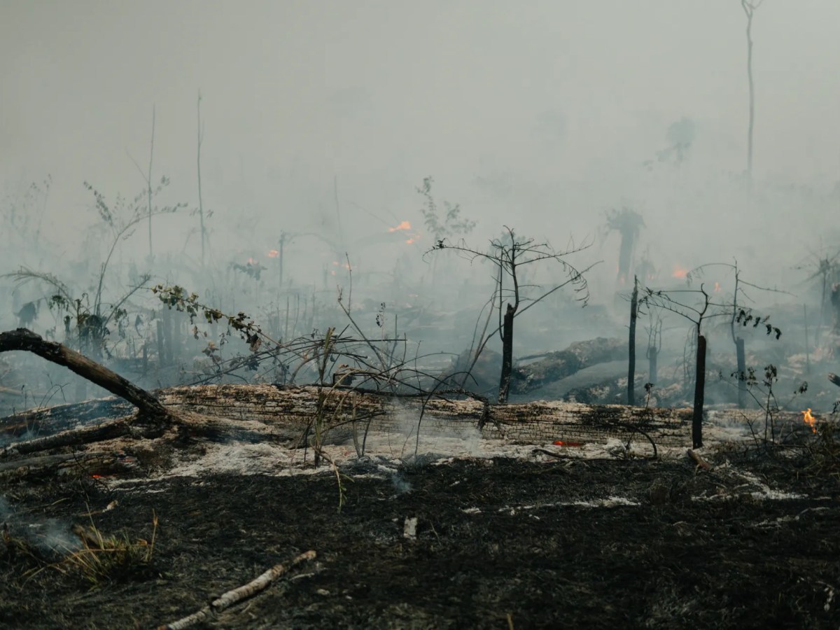 Amacro: lacunas na legislação incentivam grilagem e desmatamento, alerta estudo do Imazon