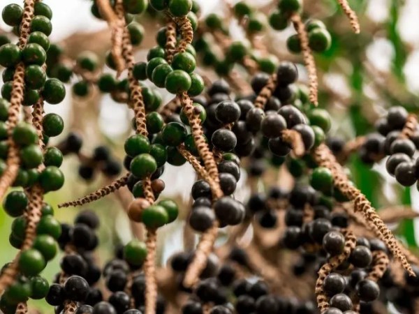 Plataforma reúne dados sobre mais de 3,2 mil negócios da sociobioeconomia na Pan-Amazônia