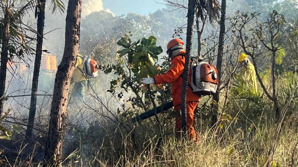 Na Amazônia, até a floresta que não deveria queimar tem pegado fogo
