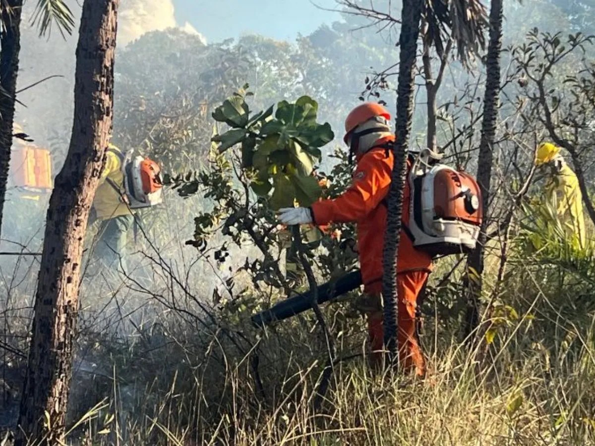 Na Amazônia, até a floresta que não deveria queimar tem pegado fogo