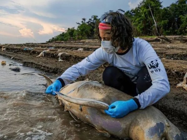 Na véspera do Sairé, símbolo da Amazônia entra na lista brasileira de espécies ameaçadas: o boto-tucuxi