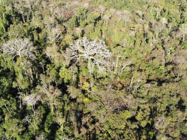 MP investiga uso de agrotóxicos em 879 hectares de 15 municípios do Acre