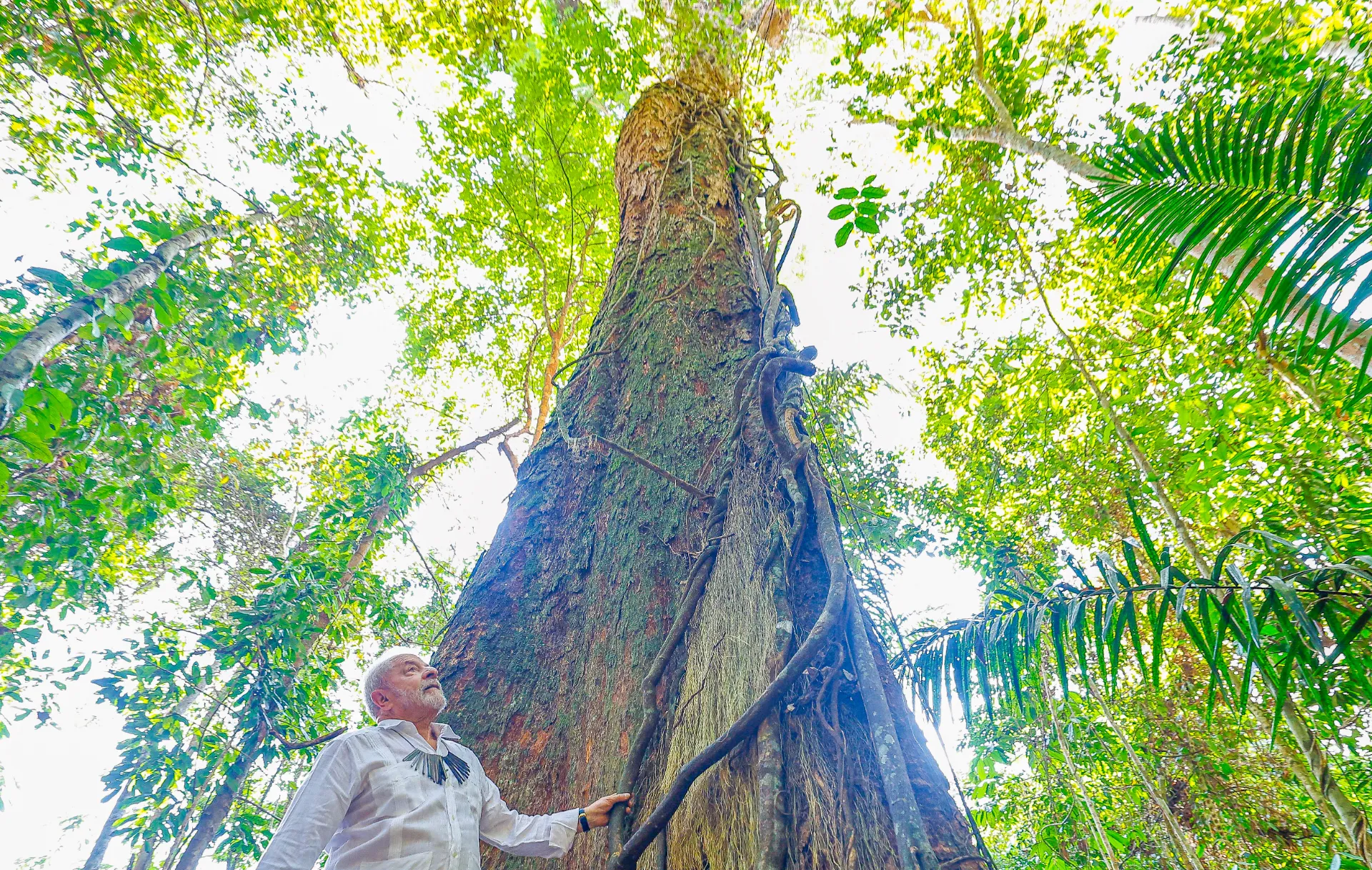 A Amazônia importa ao mundo, mas seu futuro se decide aqui - InfoAmazonia