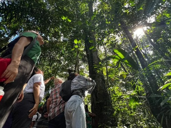 Como caiu o desmatamento na Amazônia se noticiário mostra fogo na região? A ciência explica