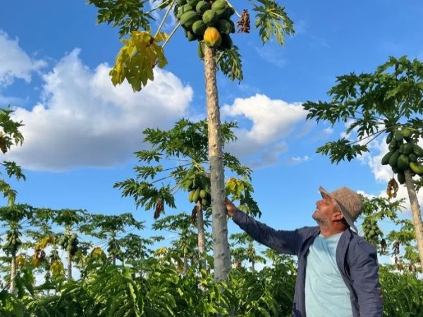 Quando a chuva falta, o sol vira aliado de agricultores em Roraima